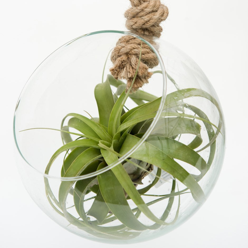 Air Plants