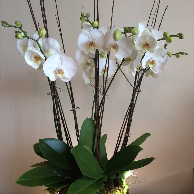 Stunning Flower Arrangement